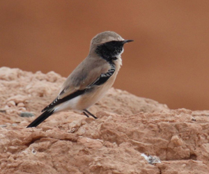 Чогчиго (Цөлийн чогчиго)